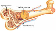 Bone Marrow Concentrate